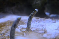 チンアナゴ 