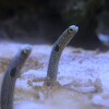 チンアナゴ 