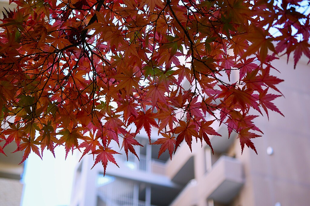 ① とあるビルの中庭からの紅葉が・・・
