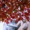 ① とあるビルの中庭からの紅葉が・・・