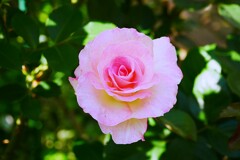 ① 薔薇