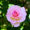 ① 薔薇