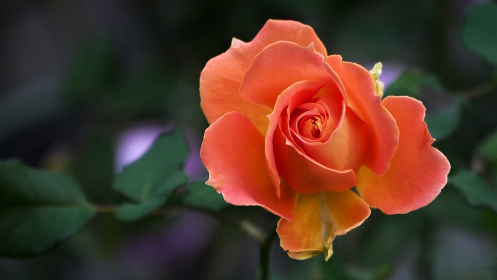 明るいオレンジ色の薔薇