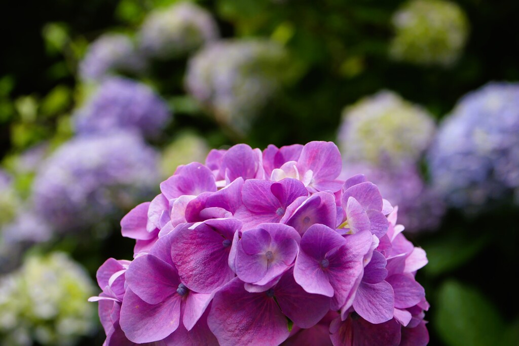 アジサイの花（3）