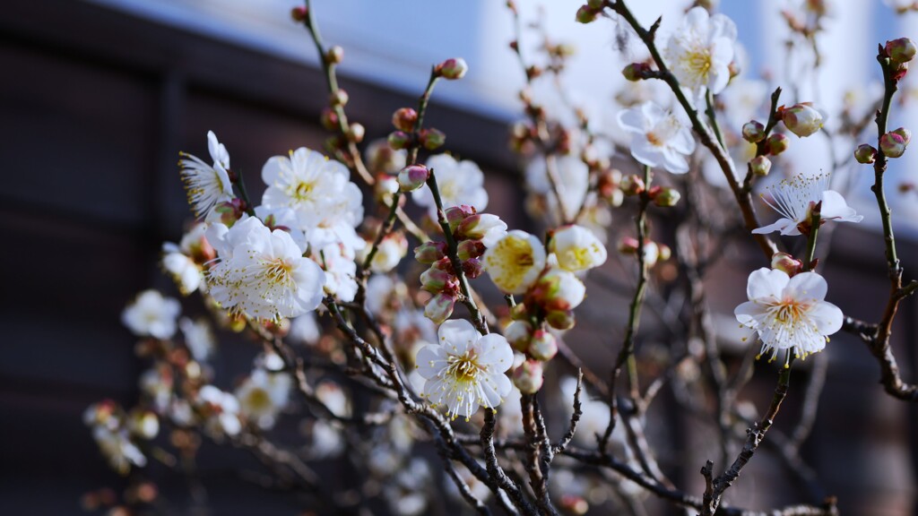 梅の花（2）