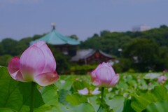 上野・不忍池  蓮と風鈴 ①