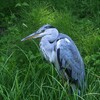 蓬莱島のアオサギ ①