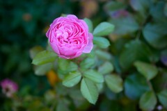 ② 四季の香ローズガーデンの秋バラ