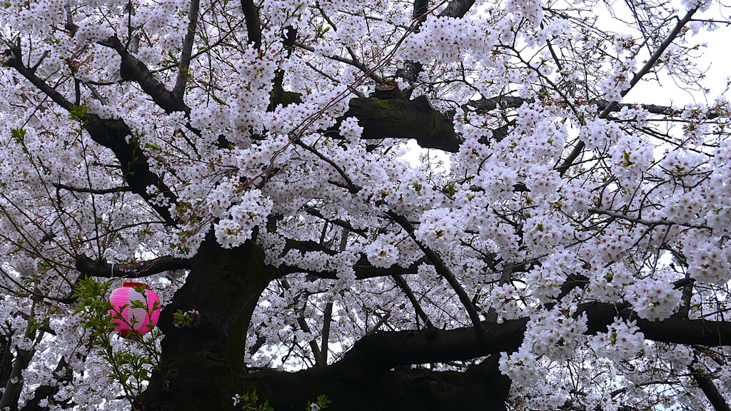② 石神井川の桜並木