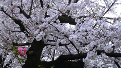 ② 石神井川の桜並木