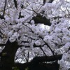 ② 石神井川の桜並木