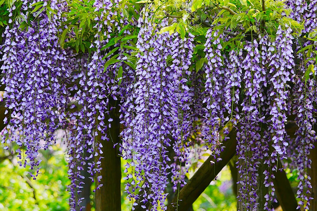 ② 亀戸天神で藤の花を・・・