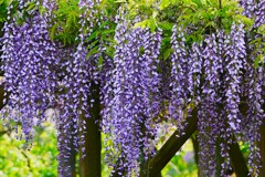② 亀戸天神で藤の花を・・・
