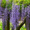 ② 亀戸天神で藤の花を・・・