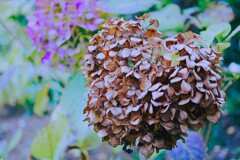 枯れ紫陽花