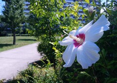 団地に咲く 夏の花  ムクゲ