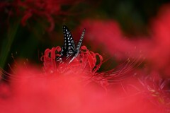 ⑤ 彼岸花
