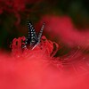 ⑤ 彼岸花
