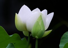 境内に咲く白い蓮の花。