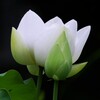 境内に咲く白い蓮の花。