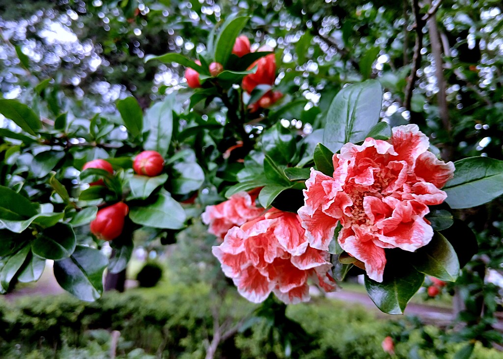 ハナザクロが咲いてました。