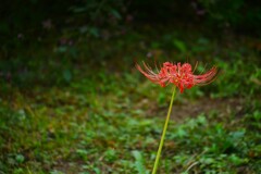 ④ 曼珠沙華