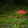 ④ 曼珠沙華