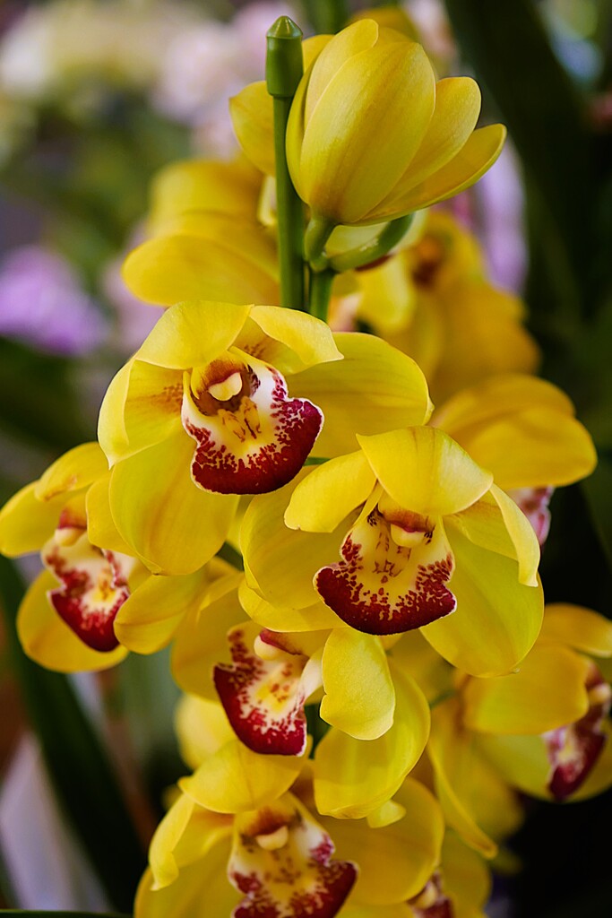 「らん・ラン・蘭 展  2026年」が開催中！