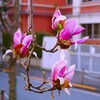 モクレン
