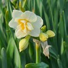 ② 近くの公園にも春が来た！