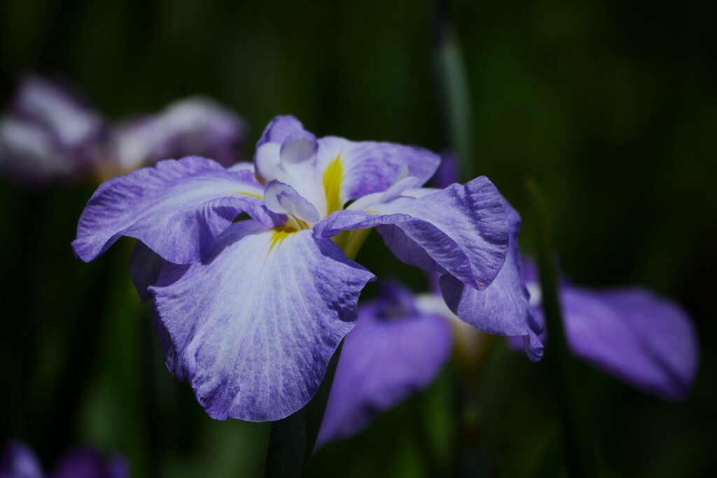 庭園内に咲く花菖蒲（4）