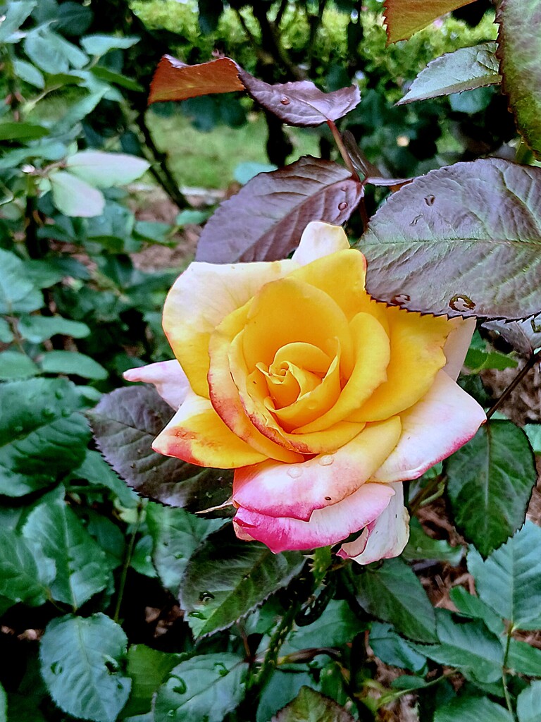 ② 春バラ