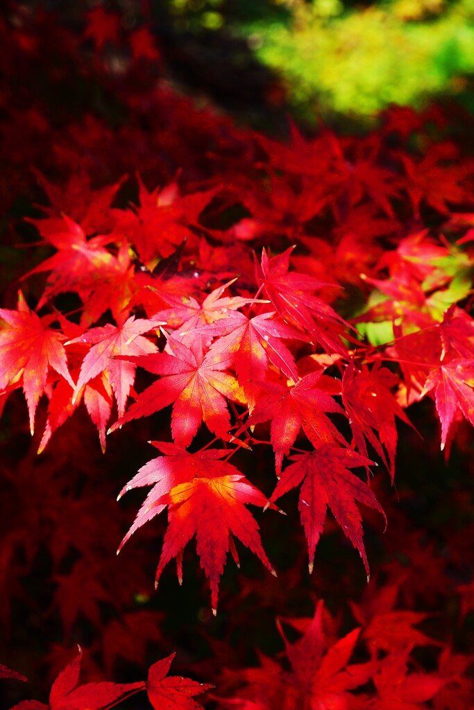 会津の秋色 ②   芦ノ牧温泉駅にて