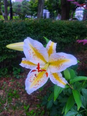 近くの公園の花壇に咲いていたヤマユリ