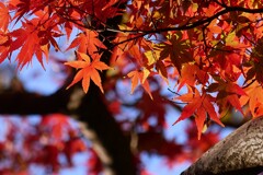 ⑧ 紅葉は、今が見頃でした。