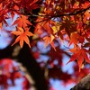 ⑧ 紅葉は、今が見頃でした。