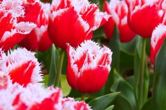 ⑧ チューリップの花が・・・