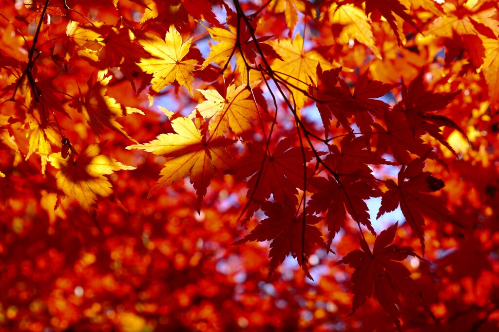 ① 大田黒公園の紅葉