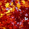 ① 大田黒公園の紅葉