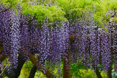 ④ 亀戸天神で藤の花を・・・