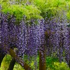 ④ 亀戸天神で藤の花を・・・