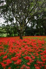 野川公園の彼岸花（4）