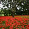 野川公園の彼岸花（4）