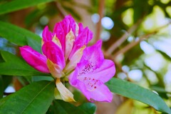 石楠花 / シャクナゲ