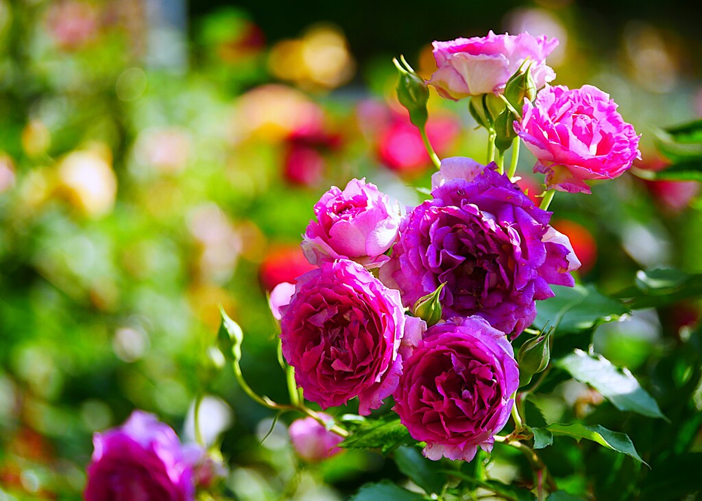 ③ 春の薔薇