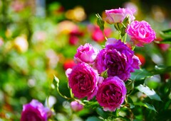 ③ 春の薔薇