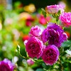 ③ 春の薔薇