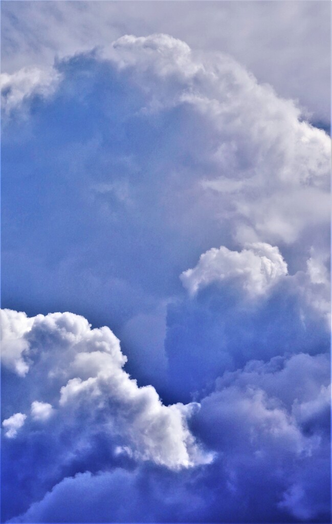 rear into the sky
