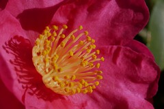 ③ 山茶花（サザンカ）ー 冬に咲く代表的な花 ー