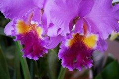 「らん・ラン・蘭 展  2026年」が開催中！